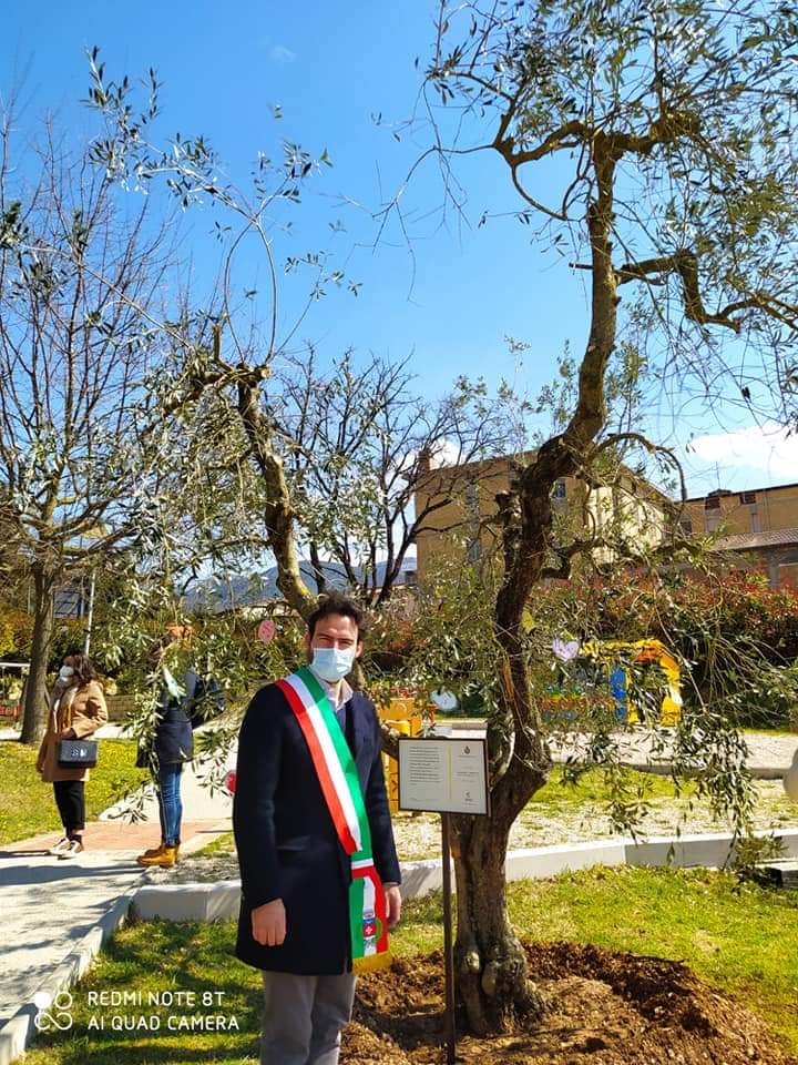 Immagine - L'ulivo della Rinascita 