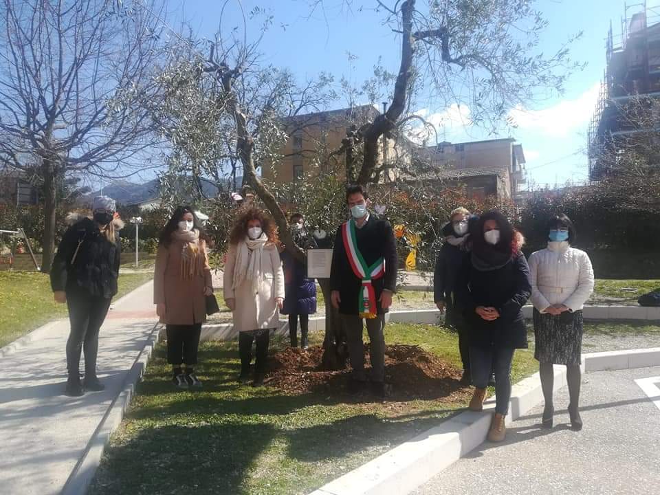 Immagine - L'ulivo della Rinascita 