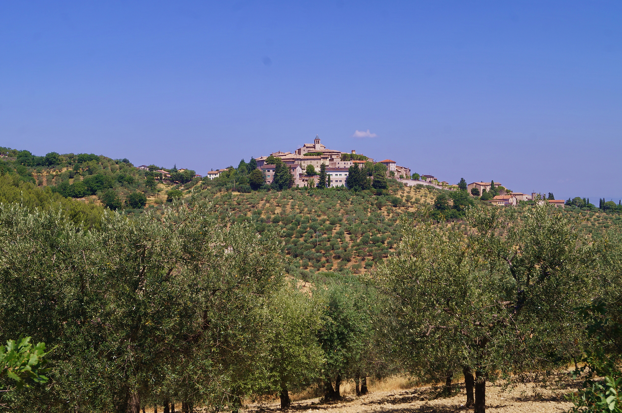 Olio, i complimenti dell'Amministrazione comunale di Giano dell'Umbria alle aziende