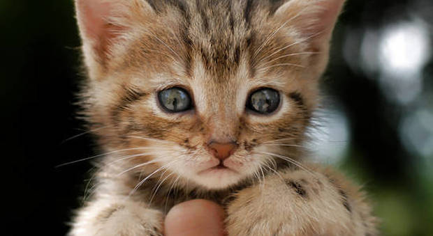 gatto