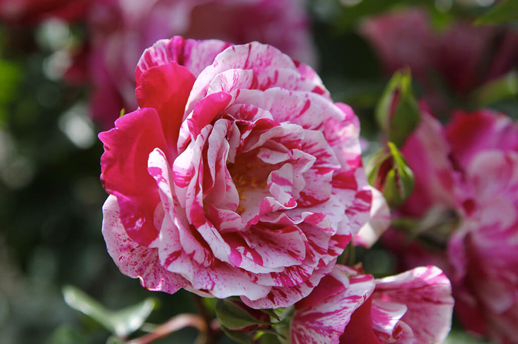 rosa