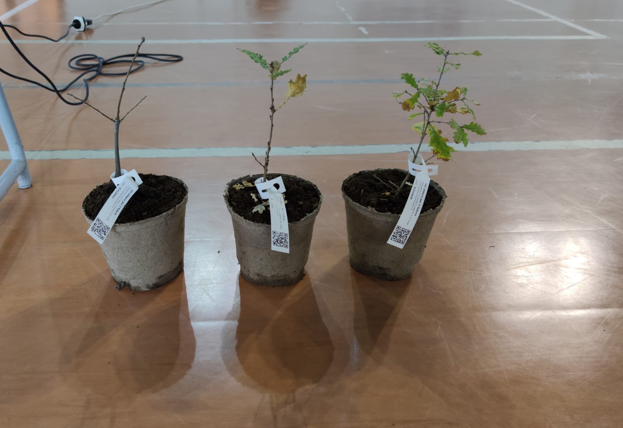 giornata dell'albero pietralunga