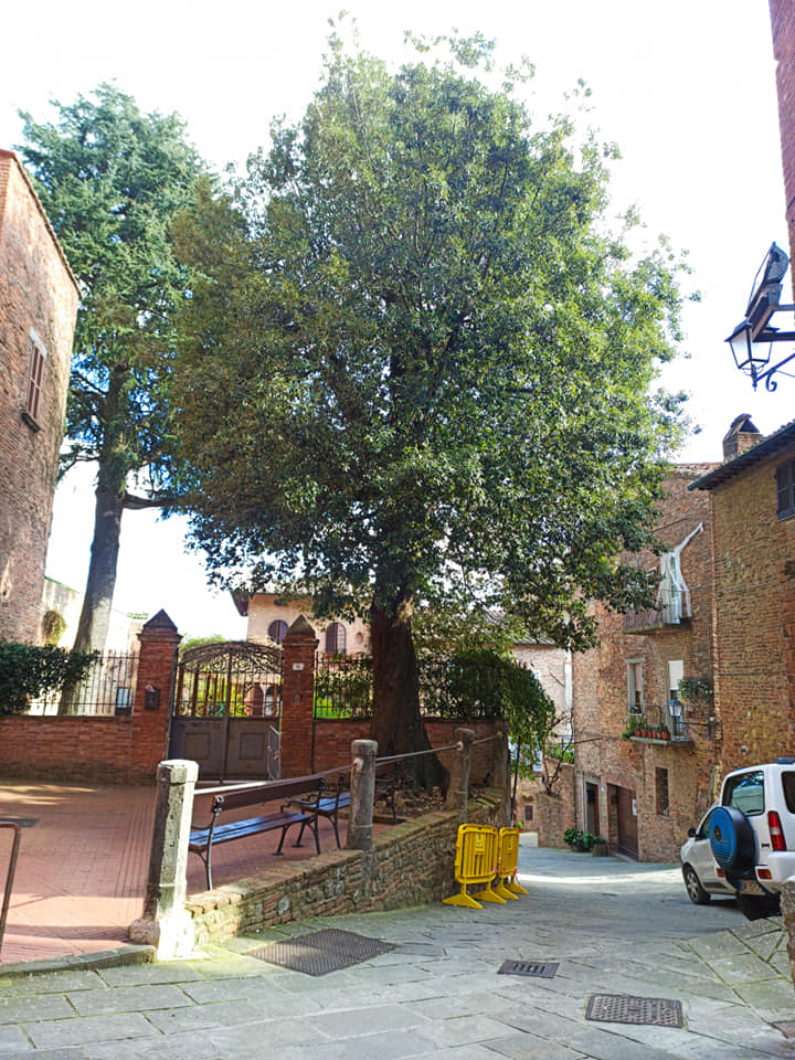 Città della Pieve – Sarà abbattuto il grande leccio di Via Borgo di Giano