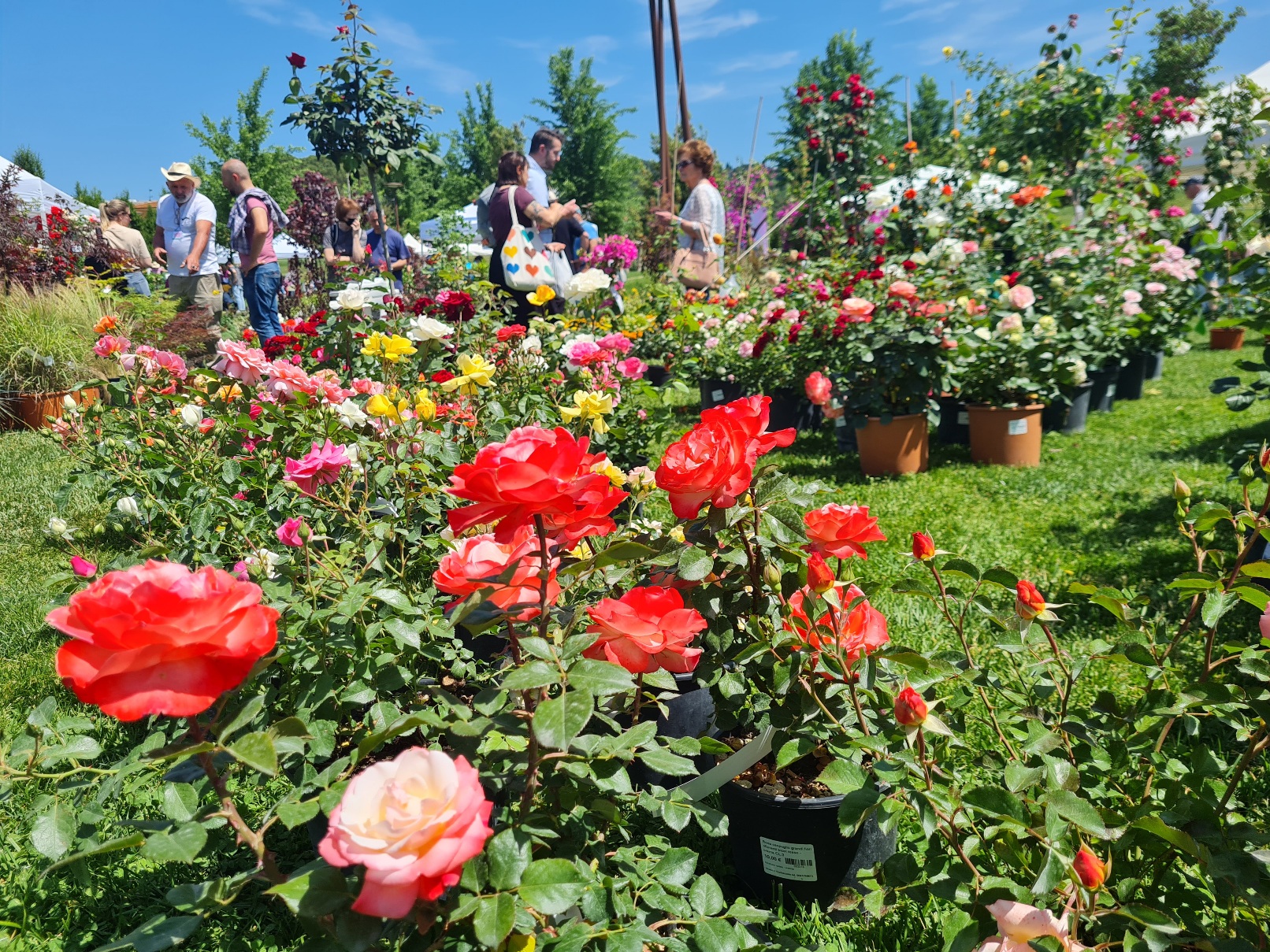 flower show