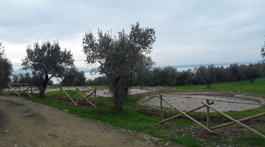 Immagine - Fitodepurazione Piscina Porcinai