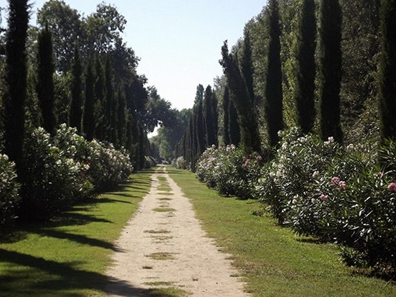 Viale progettato dall'Arch. Pietro Porcinai