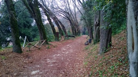 Immagine - Viale del bosco sacro