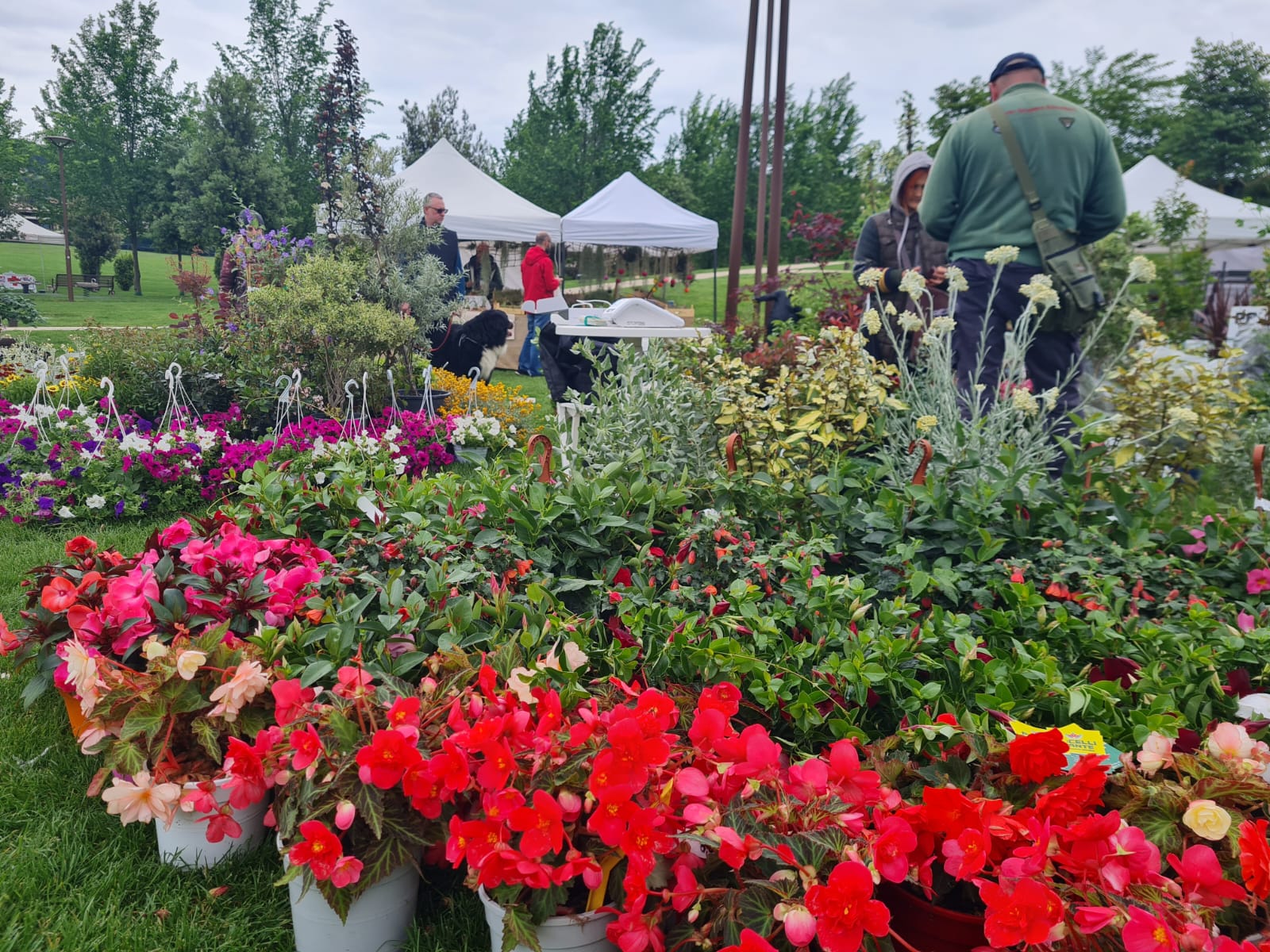 immagine XV edizione primaverile di Perugia Flower Show