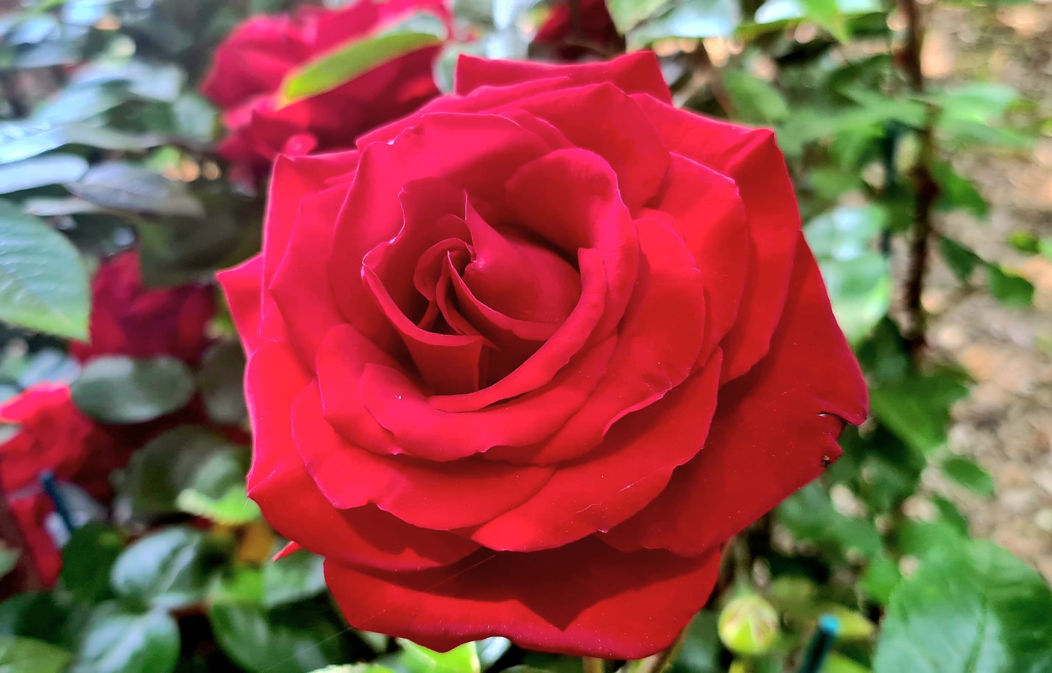 i giorni delle rose