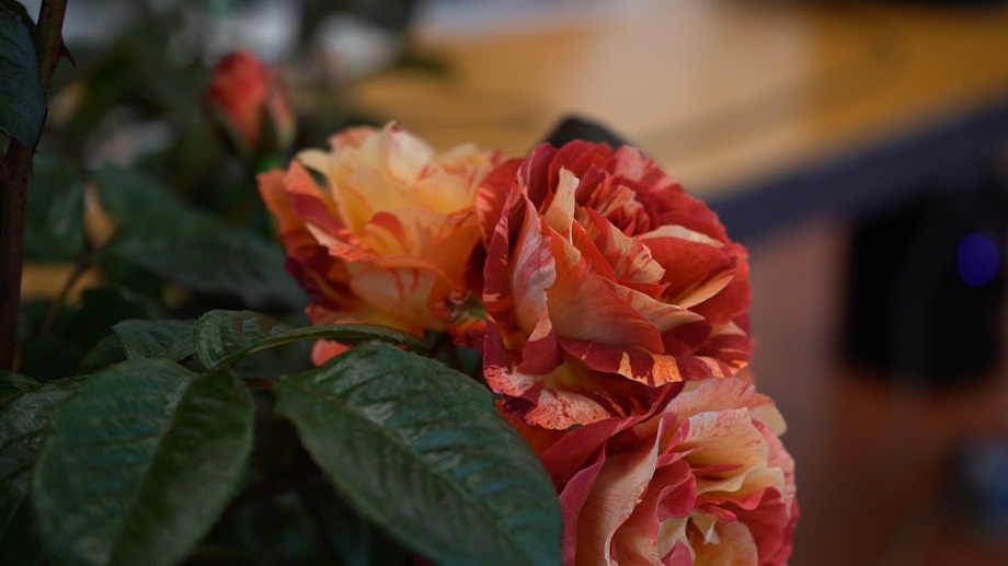 rose