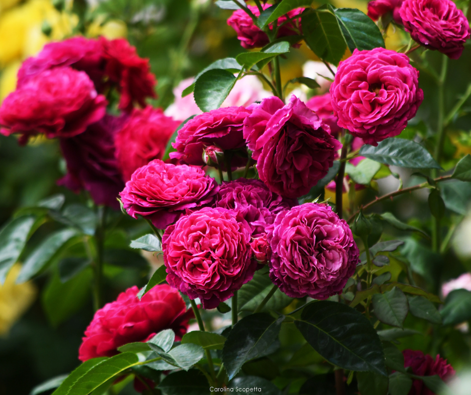 immagine Perugia Flower Show 