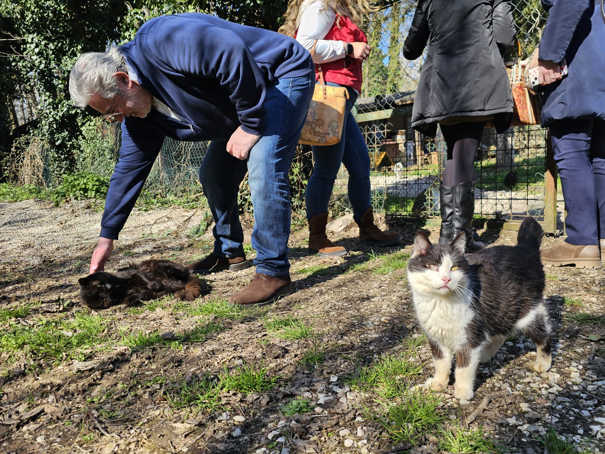immagine Festa del Gatto 2024