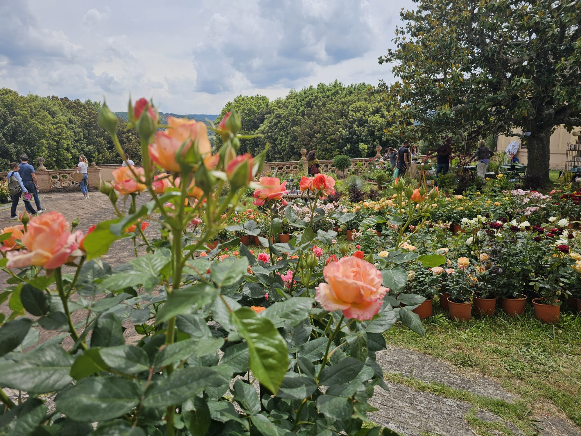 Perugia Flower Show