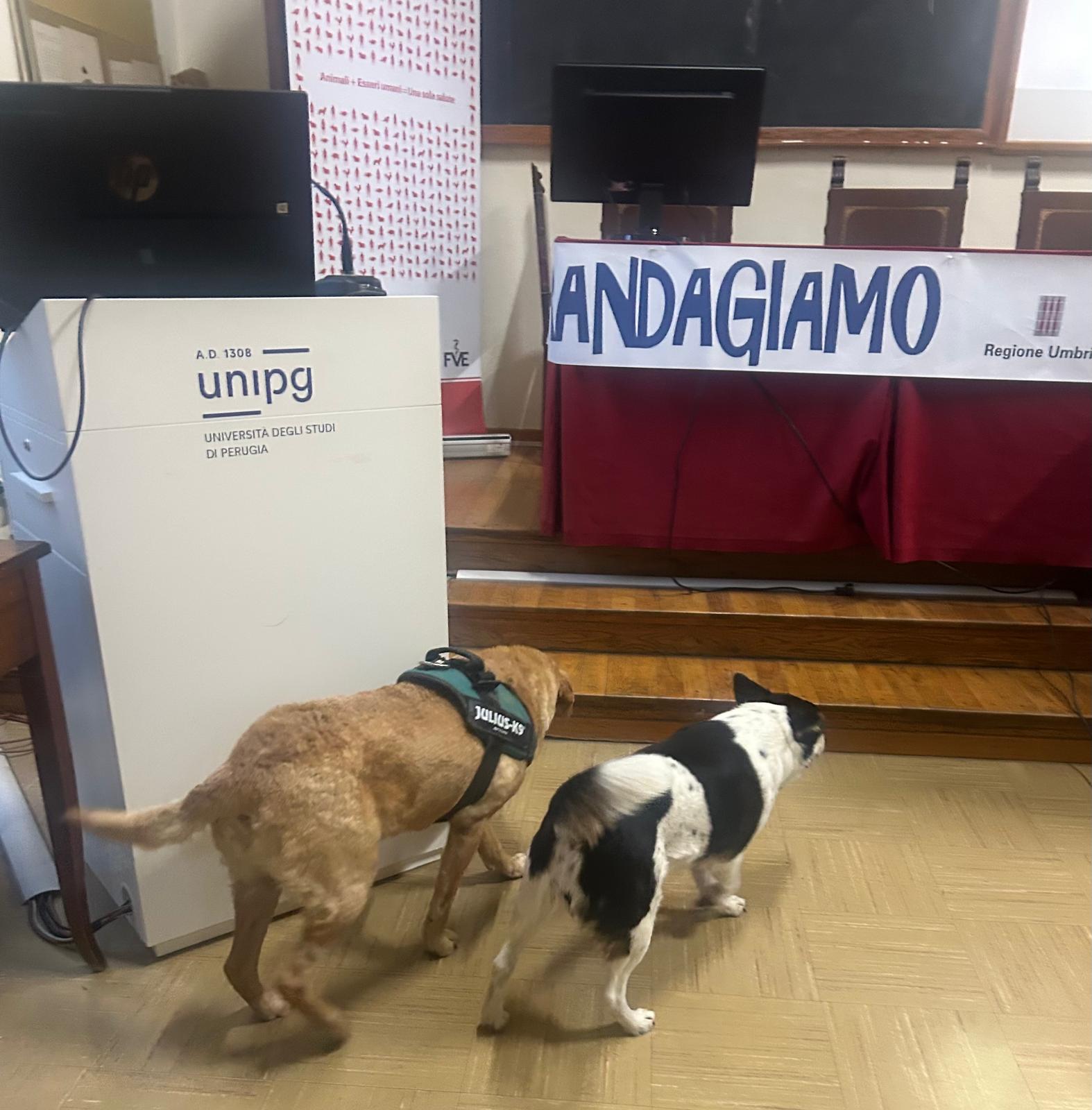 Randagiamo