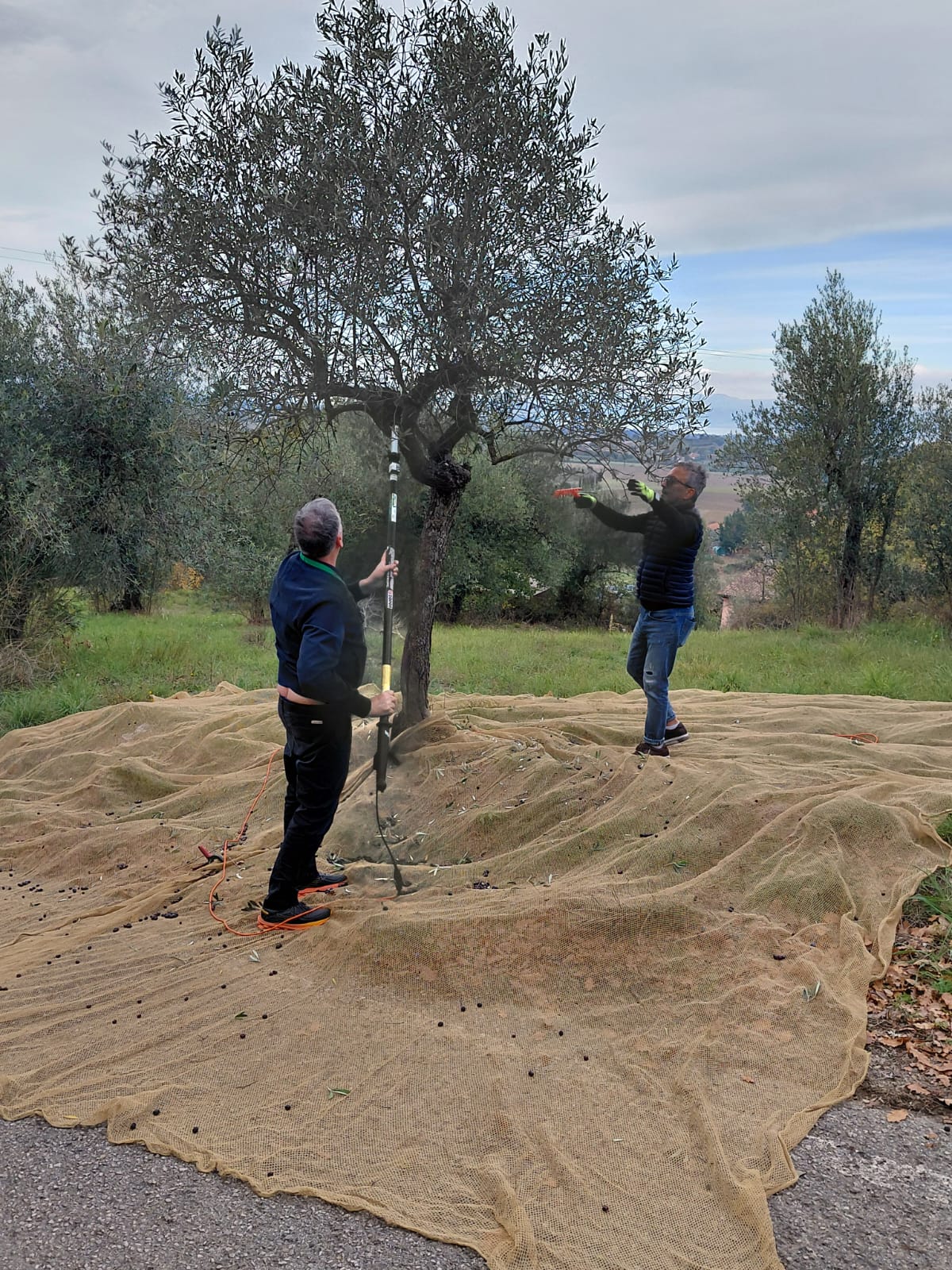Raccolta delle olive