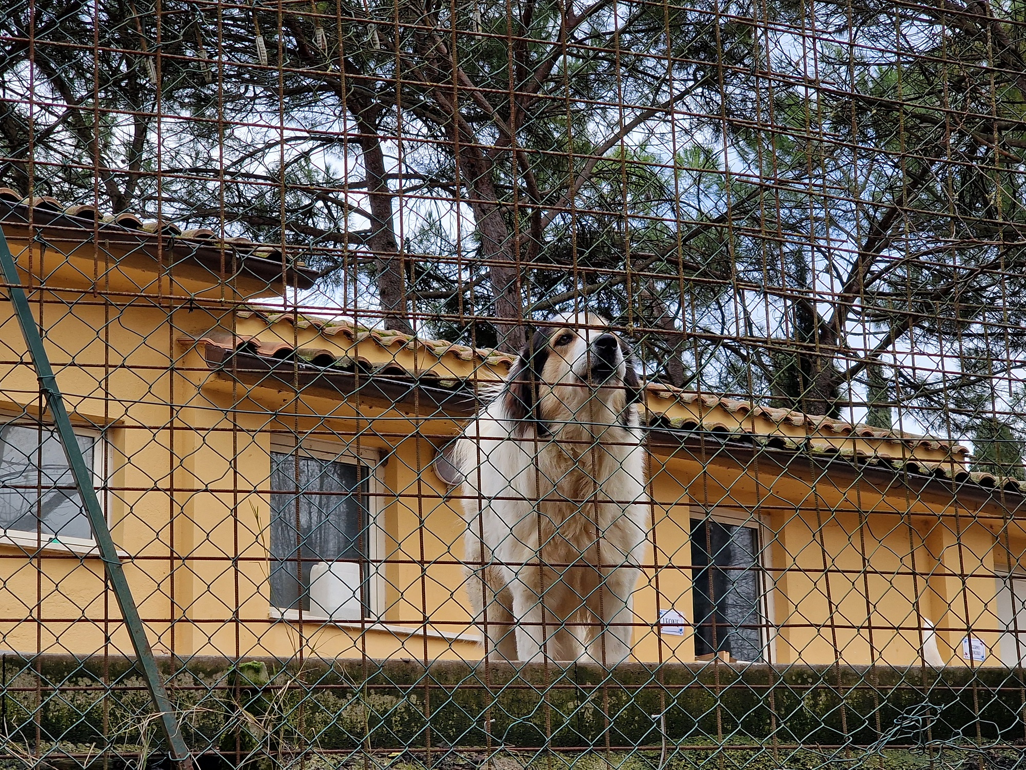 Un cane ospite del Canile di Collestrada