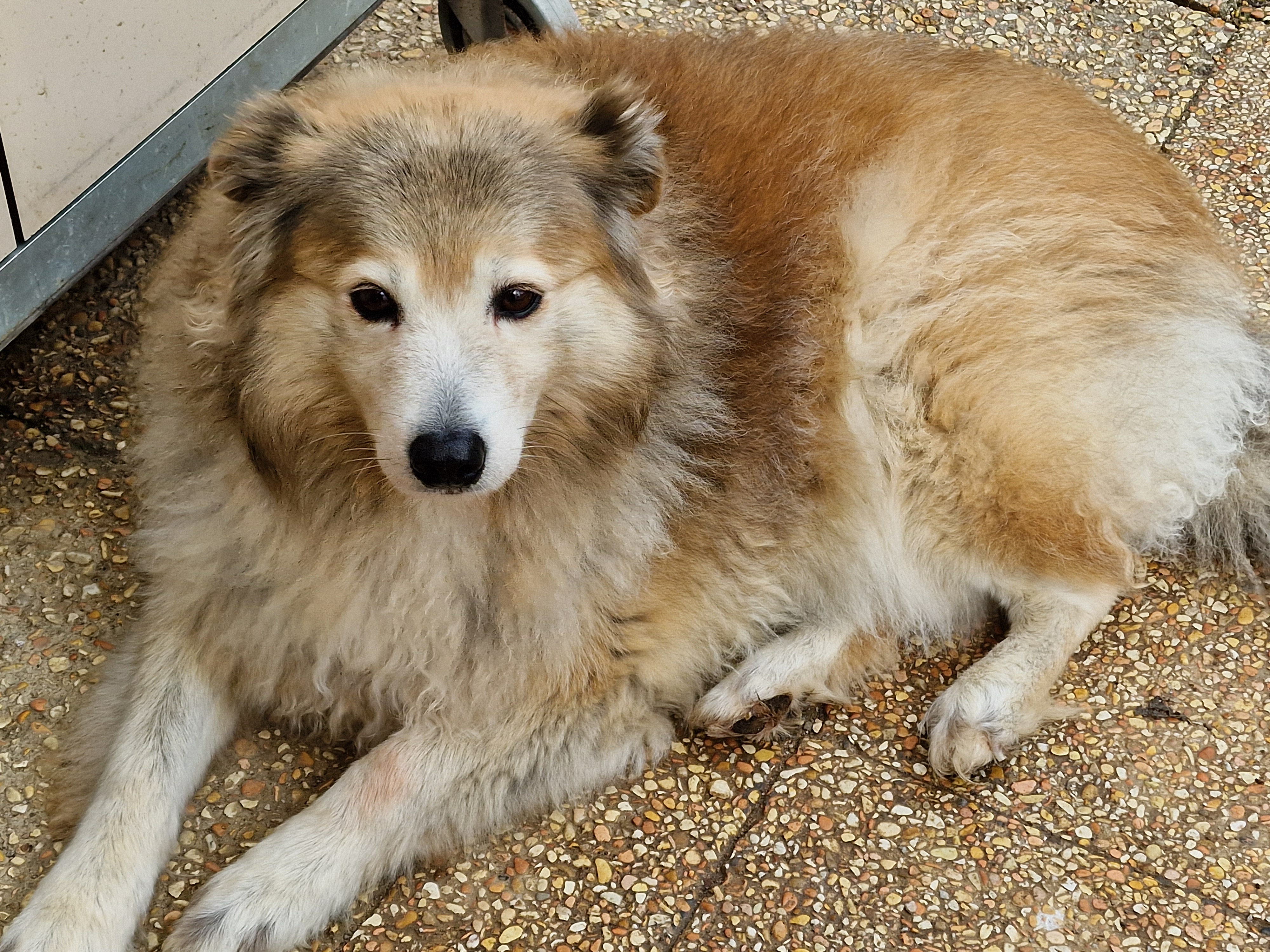 Un cane ospite del canile di Collestrada
