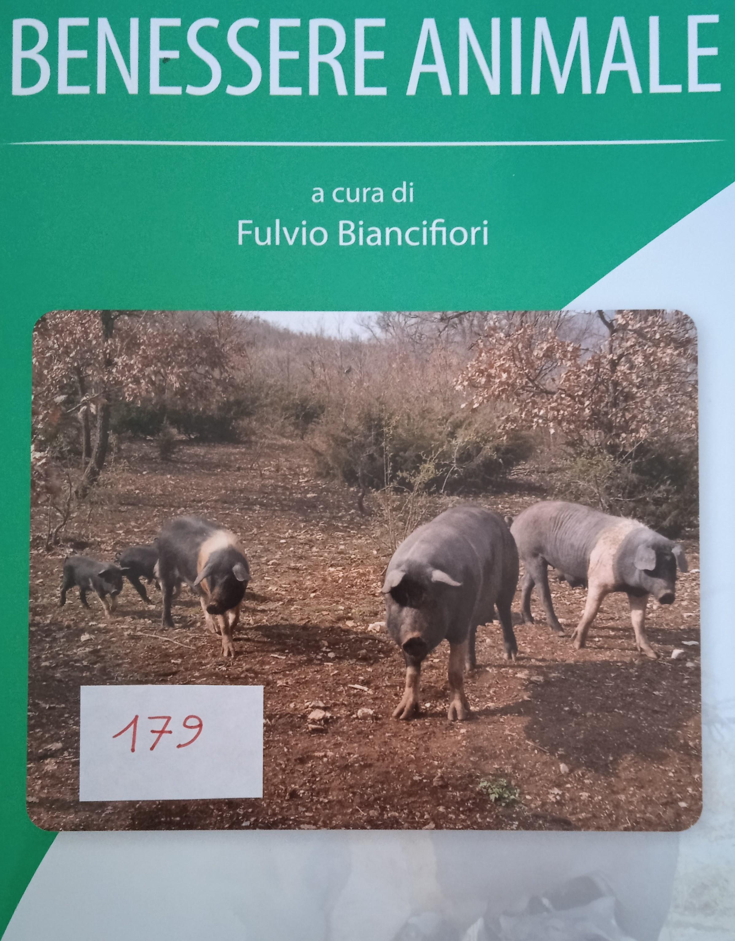Foto di copertina di Mirko Bacchiorri