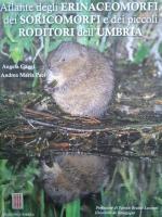 foto delle copertine di Gianluca Bencivenga, Francesco Grazioli e Armando Nappi