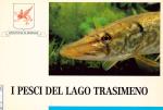 Pesci del Lago Trasimeno